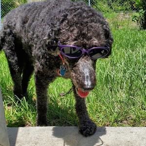 Meet your Posher, Libby